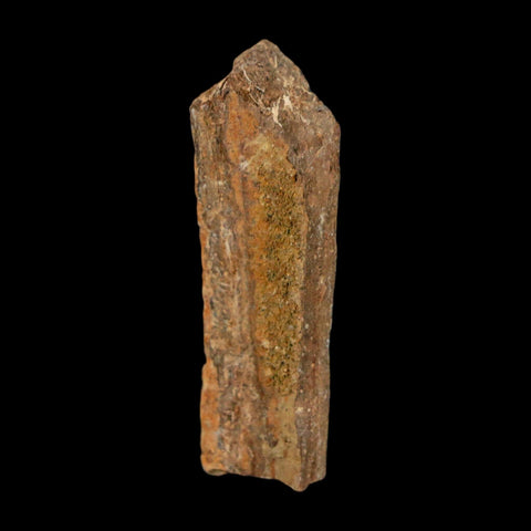 1.5" Tyrannosaurus Rex Fossil Bone Dinosaur Lance Creek Formation Wyoming COA