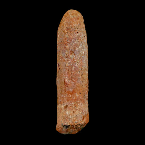 1.6" Rebbachisaurus Sauropod Fossil Tooth Early Cretaceous Dinosaur COA, Display - Fossil Age Minerals