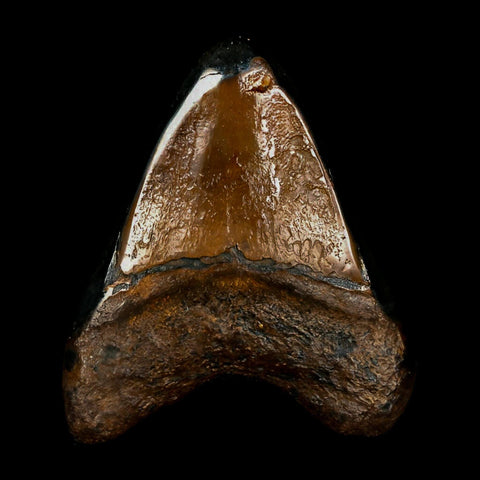 2.6" Quality Megalodon Shark Tooth Serrated Fossil Natural Miocene Age COA - Fossil Age Minerals