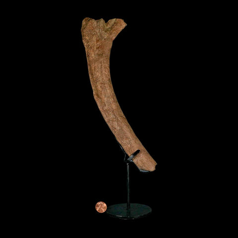 11" Hadrosaur Dinosaur Fossil Rib Bone Hell Creek FM MT COA Metal Stand