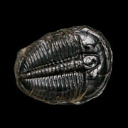 0.8" Elrathia Kingi Trilobite Fossil Utah Cambrian Age 521 Million Years Old COA