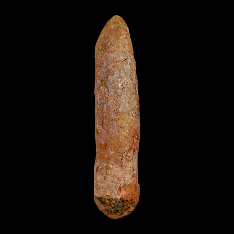 1.6" Rebbachisaurus Sauropod Fossil Tooth Early Cretaceous Dinosaur COA, Display - Fossil Age Minerals