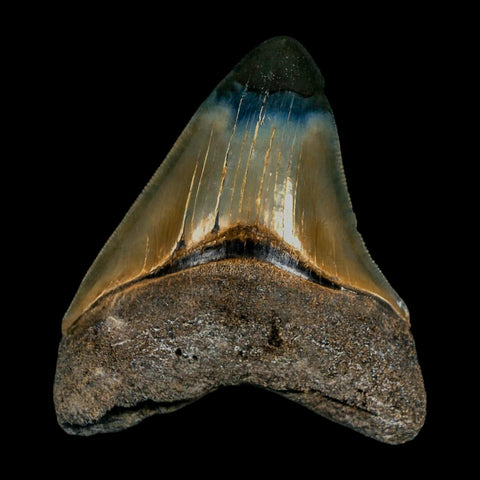 2.9" Quality Megalodon Shark Tooth Serrated Fossil Natural Miocene Age COA - Fossil Age Minerals