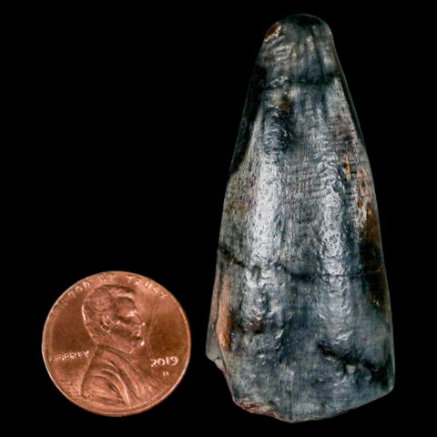 2" Sarcosuchus Imperator Crocodile Fossil Tooth Elrhaz FM Cretaceous Niger COA - Fossil Age Minerals