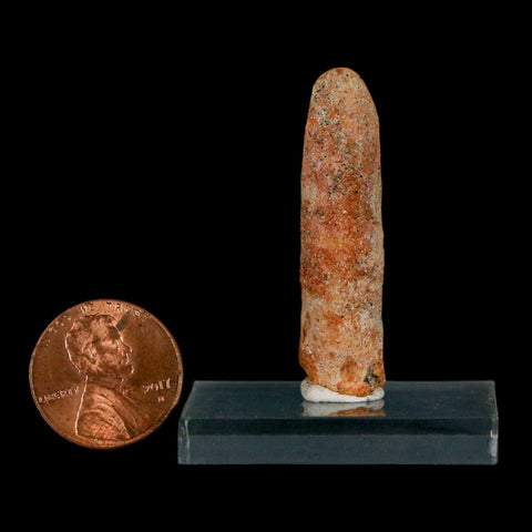 1.6" Rebbachisaurus Sauropod Fossil Tooth Early Cretaceous Dinosaur COA, Display - Fossil Age Minerals