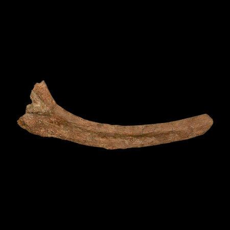 11" Hadrosaur Dinosaur Fossil Rib Bone Hell Creek FM MT COA Metal Stand
