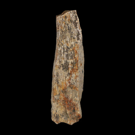 1.7" Tyrannosaurus Rex Fossil Bone Dinosaur Lance Creek Formation Wyoming COA
