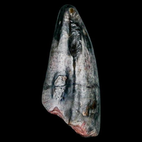 2" Sarcosuchus Imperator Crocodile Fossil Tooth Elrhaz FM Cretaceous Niger COA - Fossil Age Minerals