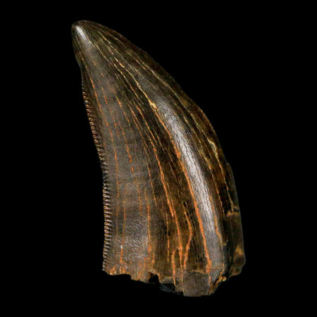 0.9" Tyrannosaur Serrated Fossil Tooth Cretaceous Dinosaur Judith River FM MT COA