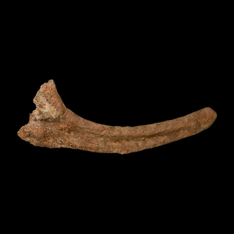 11" Hadrosaur Dinosaur Fossil Rib Bone Hell Creek FM MT COA Metal Stand
