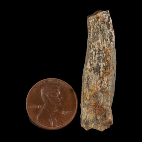 1.7" Tyrannosaurus Rex Fossil Bone Dinosaur Lance Creek Formation Wyoming COA