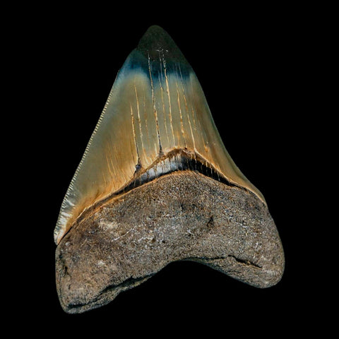 2.9" Quality Megalodon Shark Tooth Serrated Fossil Natural Miocene Age COA - Fossil Age Minerals