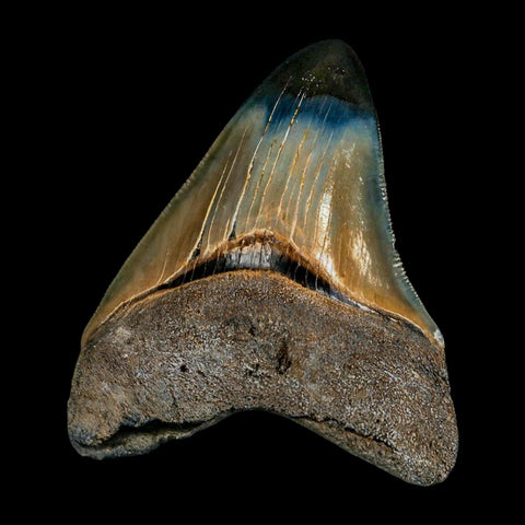 2.9" Quality Megalodon Shark Tooth Serrated Fossil Natural Miocene Age COA - Fossil Age Minerals