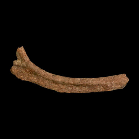 11" Hadrosaur Dinosaur Fossil Rib Bone Hell Creek FM MT COA Metal Stand