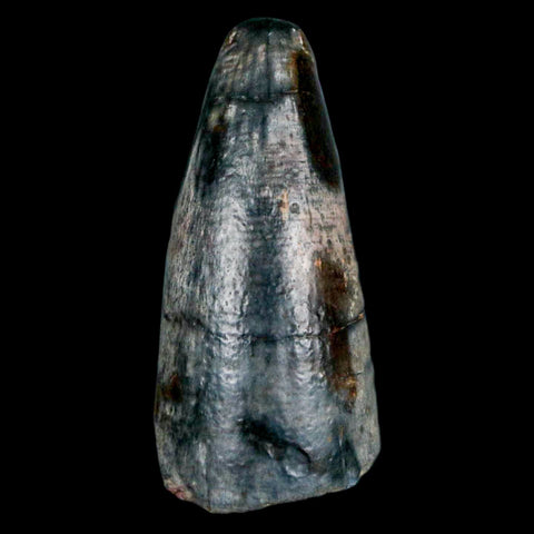 2" Sarcosuchus Imperator Crocodile Fossil Tooth Elrhaz FM Cretaceous Niger COA - Fossil Age Minerals