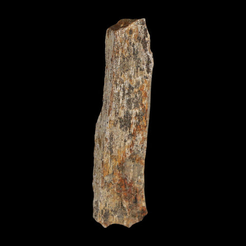 1.7" Tyrannosaurus Rex Fossil Bone Dinosaur Lance Creek Formation Wyoming COA