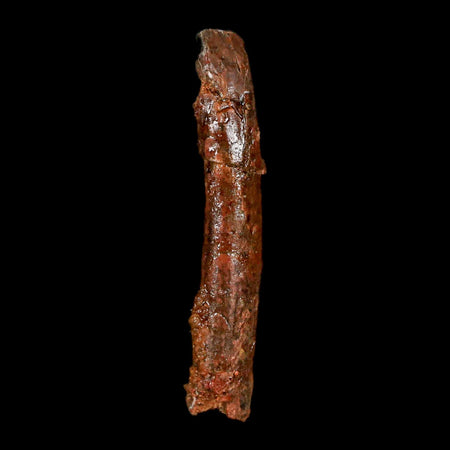 1.5" Rebbachisaurus Sauropod Fossil Tooth Early Cretaceous Dinosaur COA, Display