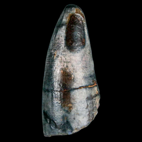 2" Sarcosuchus Imperator Crocodile Fossil Tooth Elrhaz FM Cretaceous Niger COA - Fossil Age Minerals