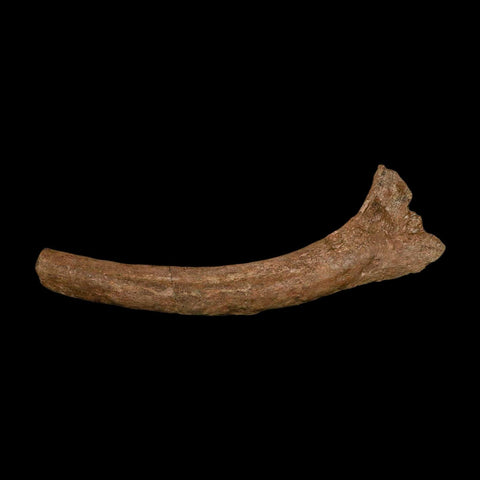 11" Hadrosaur Dinosaur Fossil Rib Bone Hell Creek FM MT COA Metal Stand
