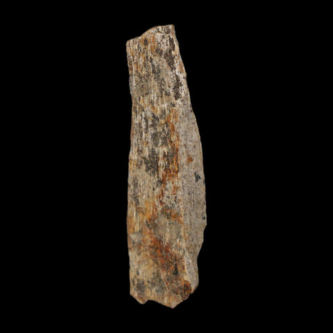 1.7" Tyrannosaurus Rex Fossil Bone Dinosaur Lance Creek Formation Wyoming COA