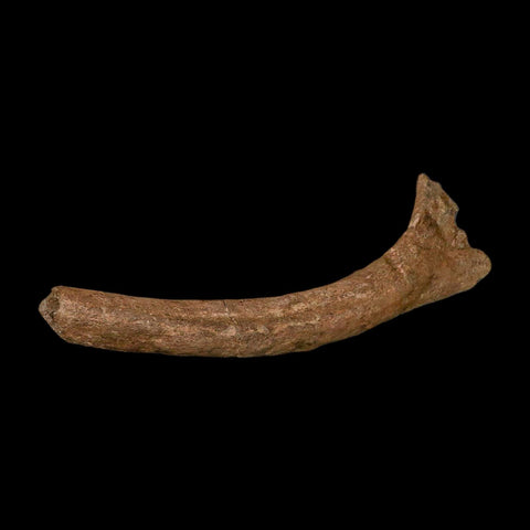 11" Hadrosaur Dinosaur Fossil Rib Bone Hell Creek FM MT COA Metal Stand