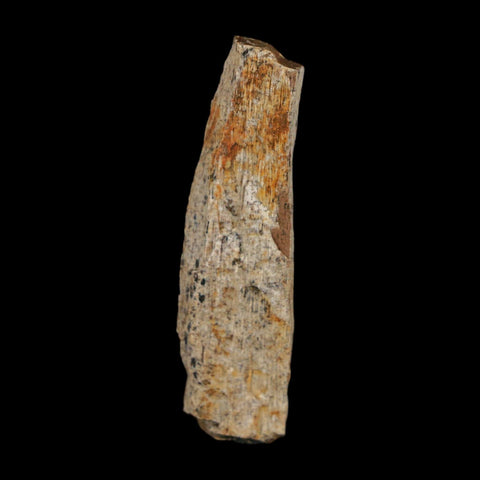 1.7" Tyrannosaurus Rex Fossil Bone Dinosaur Lance Creek Formation Wyoming COA