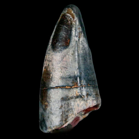 2" Sarcosuchus Imperator Crocodile Fossil Tooth Elrhaz FM Cretaceous Niger COA - Fossil Age Minerals