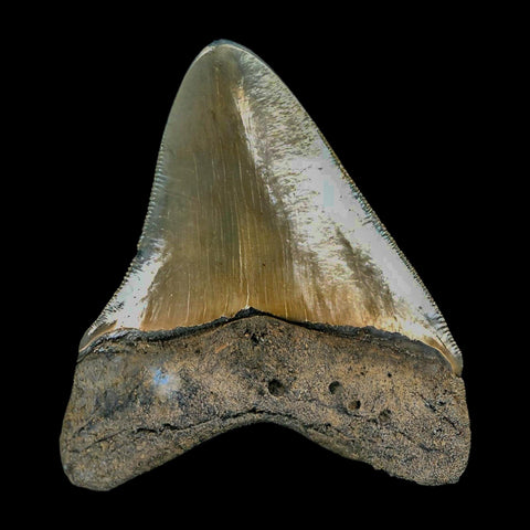 2.9" Quality Megalodon Shark Tooth Serrated Fossil Natural Miocene Age COA - Fossil Age Minerals