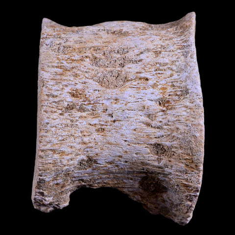 2.1" Plesiosaur Fossil Vertebrae Cretaceous Dinosaur Era Zarafasaura Elasmosaurus COA - Fossil Age Minerals