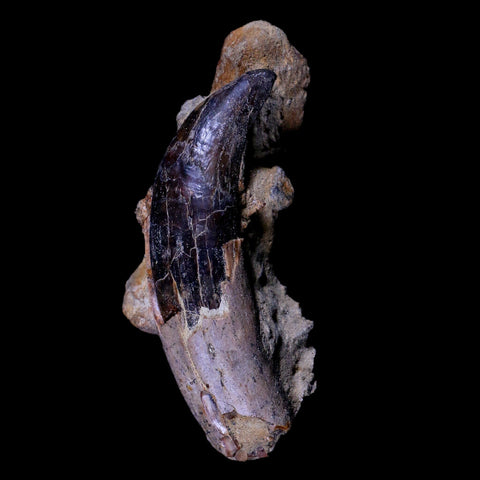 3.9" Allodesmus Karnensis Giant Sea Lion Fossil Tooth In Matrix Miocene Age California - Fossil Age Minerals