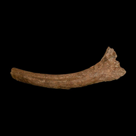 11" Hadrosaur Dinosaur Fossil Rib Bone Hell Creek FM MT COA Metal Stand