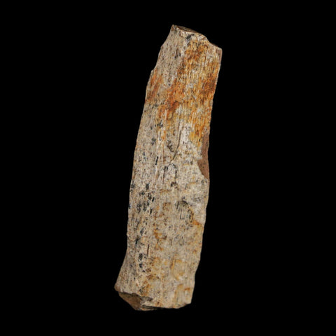 1.7" Tyrannosaurus Rex Fossil Bone Dinosaur Lance Creek Formation Wyoming COA