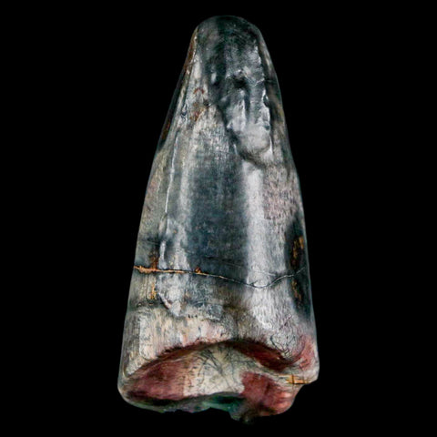 2" Sarcosuchus Imperator Crocodile Fossil Tooth Elrhaz FM Cretaceous Niger COA - Fossil Age Minerals