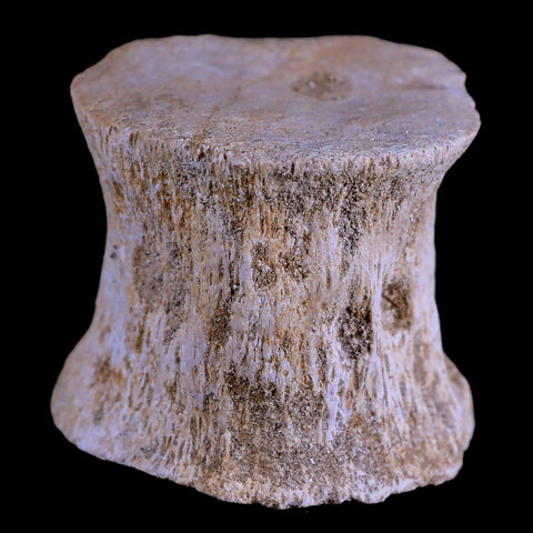 2.1" Plesiosaur Fossil Vertebrae Cretaceous Dinosaur Era Zarafasaura Elasmosaurus COA - Fossil Age Minerals