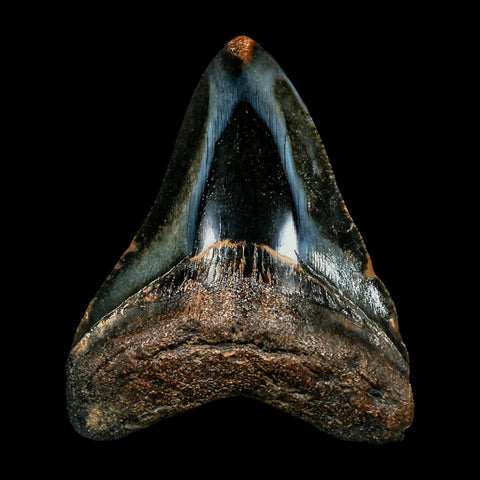 2.7" Quality Megalodon Shark Tooth Serrated Fossil Natural Miocene Age COA - Fossil Age Minerals