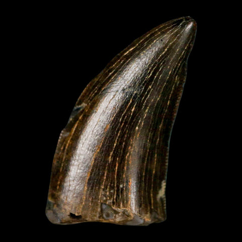 0.9" Tyrannosaur Serrated Fossil Tooth Cretaceous Dinosaur Judith River FM MT COA