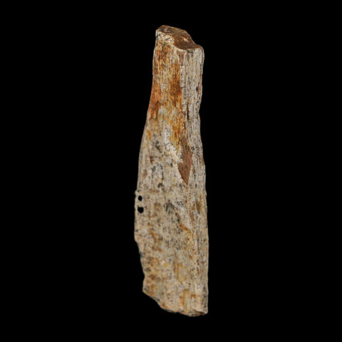 1.7" Tyrannosaurus Rex Fossil Bone Dinosaur Lance Creek Formation Wyoming COA