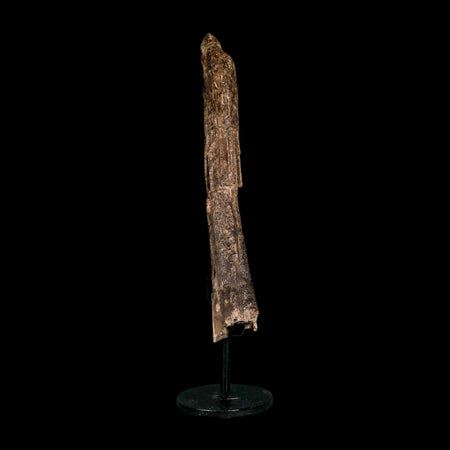 6.5" Dromaeosaurid Raptor Fossil Metatarsal Bone Cretaceous Dinosaur Hell Creek MT COA