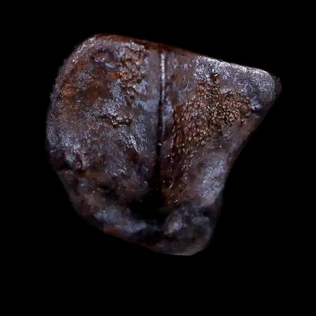 0.4" Ceratopsian Fossil Tooth Avaceratops or Medusaceratops Dinosaur Judith River MT