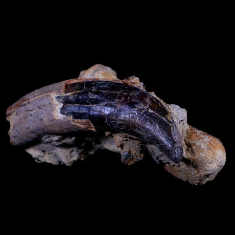 3.9" Allodesmus Karnensis Giant Sea Lion Fossil Tooth In Matrix Miocene Age California - Fossil Age Minerals