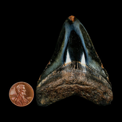 2.7" Quality Megalodon Shark Tooth Serrated Fossil Natural Miocene Age COA - Fossil Age Minerals