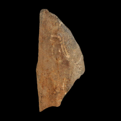 1.2" Tyrannosaurus Rex Fossil Bone Dinosaur Lance Creek Formation Wyoming COA