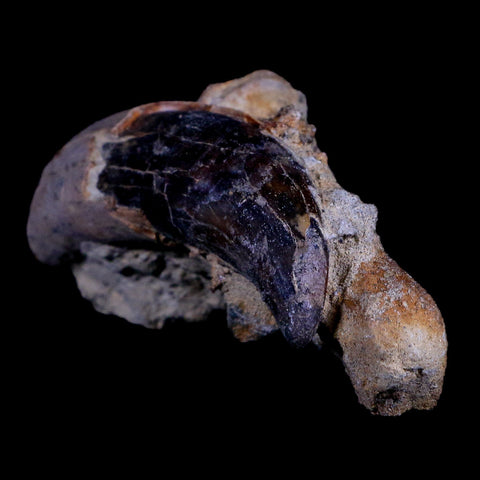 3.9" Allodesmus Karnensis Giant Sea Lion Fossil Tooth In Matrix Miocene Age California - Fossil Age Minerals