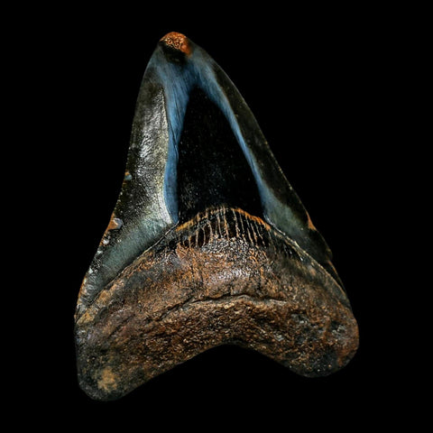 2.7" Quality Megalodon Shark Tooth Serrated Fossil Natural Miocene Age COA - Fossil Age Minerals