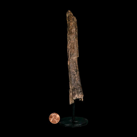 6.5" Dromaeosaurid Raptor Fossil Metatarsal Bone Cretaceous Dinosaur Hell Creek MT COA
