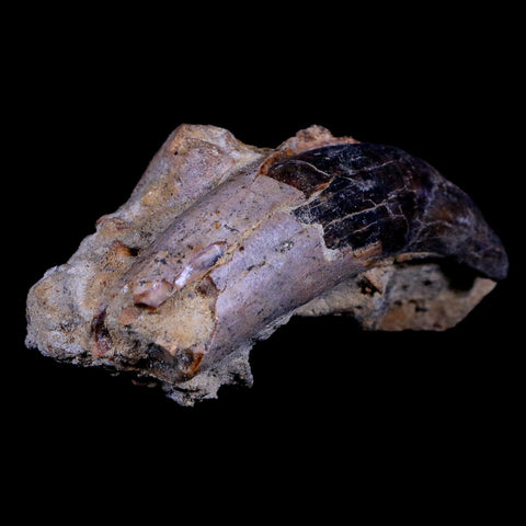 3.9" Allodesmus Karnensis Giant Sea Lion Fossil Tooth In Matrix Miocene Age California - Fossil Age Minerals