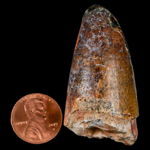 2" Sarcosuchus Imperator Crocodile Fossil Tooth Elrhaz FM Cretaceous Niger COA - Fossil Age Minerals