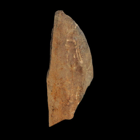 1.2" Tyrannosaurus Rex Fossil Bone Dinosaur Lance Creek Formation Wyoming COA