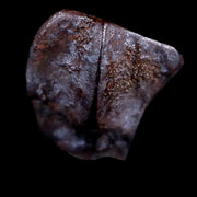 0.4" Ceratopsian Fossil Tooth Avaceratops or Medusaceratops Dinosaur Judith River MT
