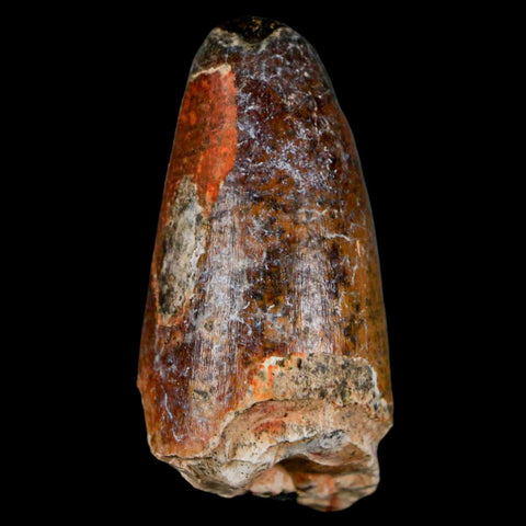 2" Sarcosuchus Imperator Crocodile Fossil Tooth Elrhaz FM Cretaceous Niger COA - Fossil Age Minerals